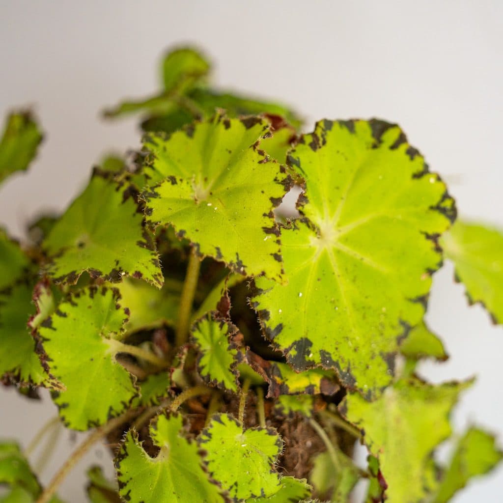 begonia rex jive ornamental