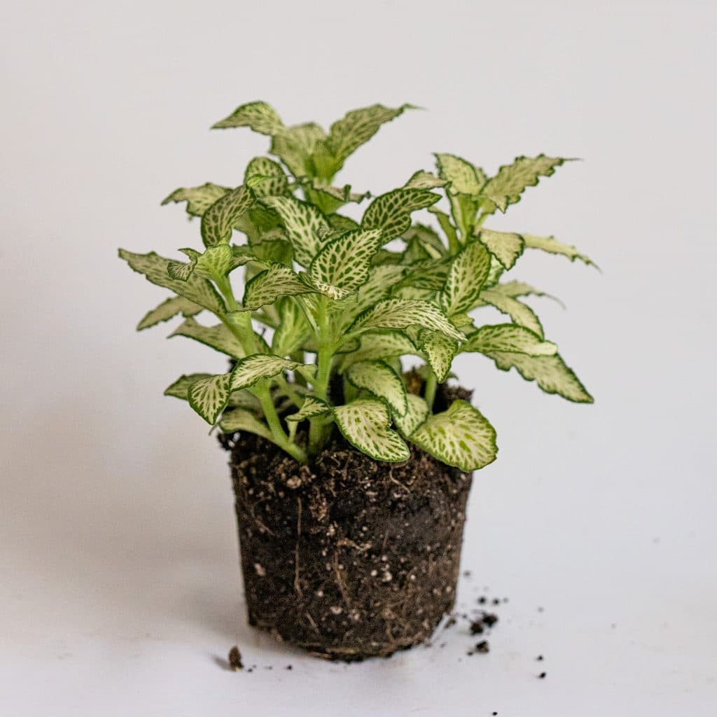 fittonia blanco-verde